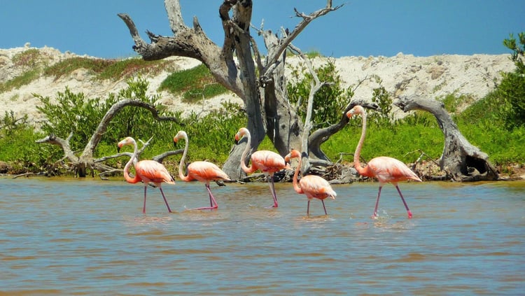 viajero mexico flamingo.jpg